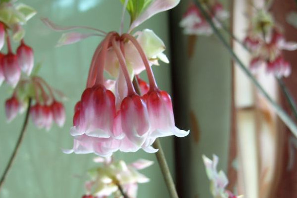 開過花的風鈴花怎麼辦