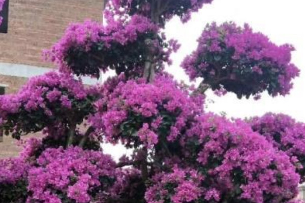 三角梅花芽葉芽區別