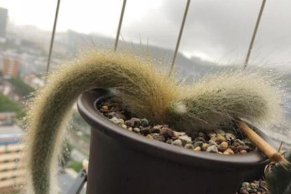 猴尾柱爛根怎麼辦