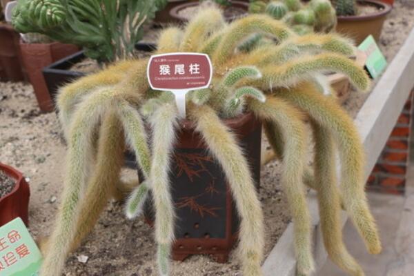 猴尾柱怎麼不開花