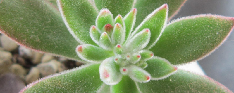 錦晃星葉片化水怎麼辦