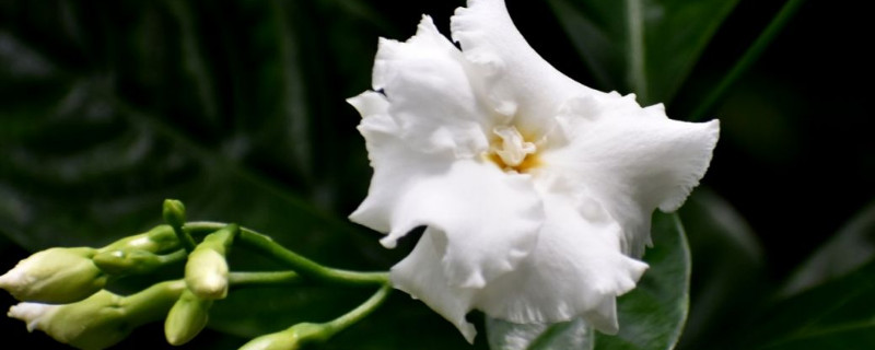 水晶茉莉為什麼掉蕾