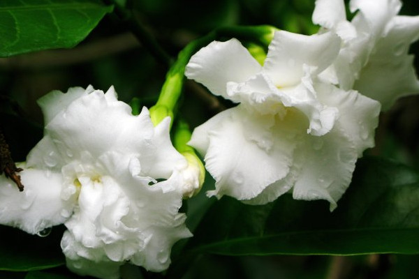 水晶茉莉為什麼掉蕾