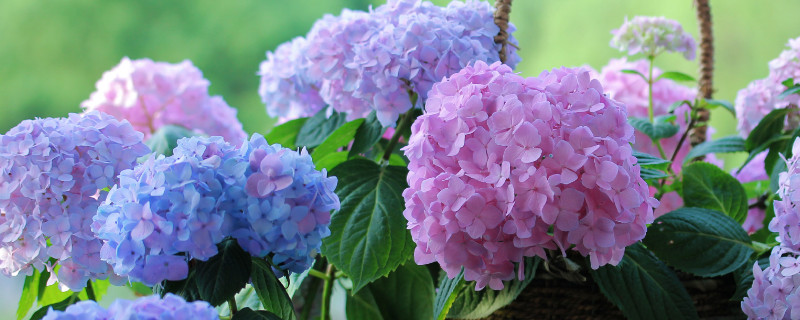 無盡夏怎麼快速開花