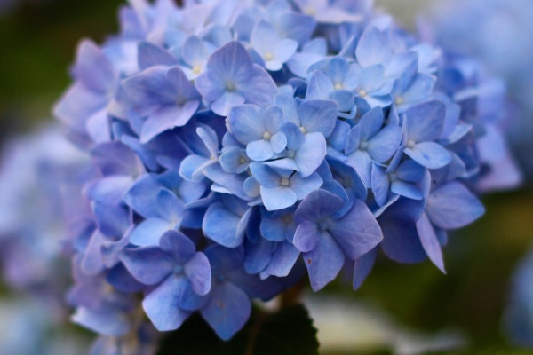 無盡夏怎麼快速開花