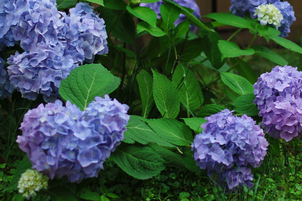 無盡夏怎麼快速開花