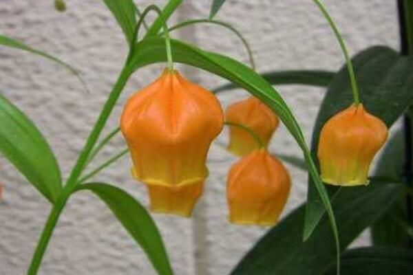 宮燈花冬天怎麼養護