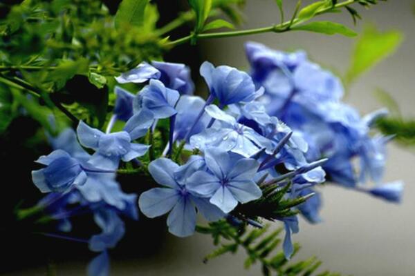 藍雪花小苗怎麼養