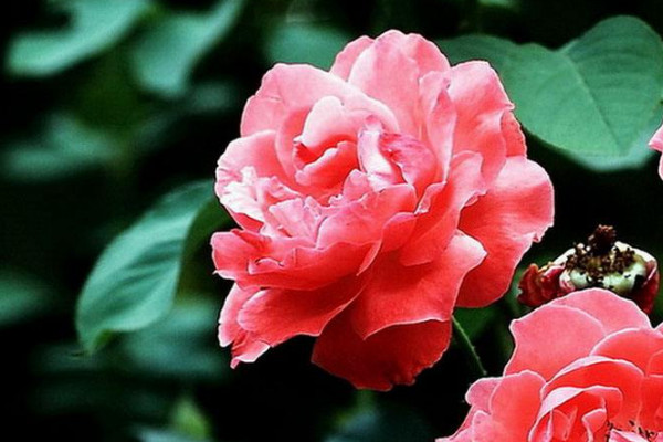 怎麼幫助月季發芽