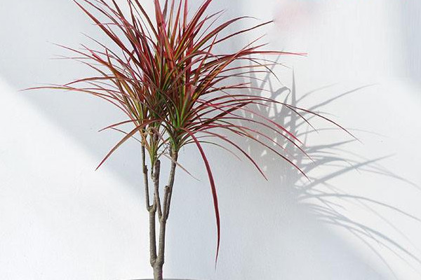 七彩樹植物養殖方法