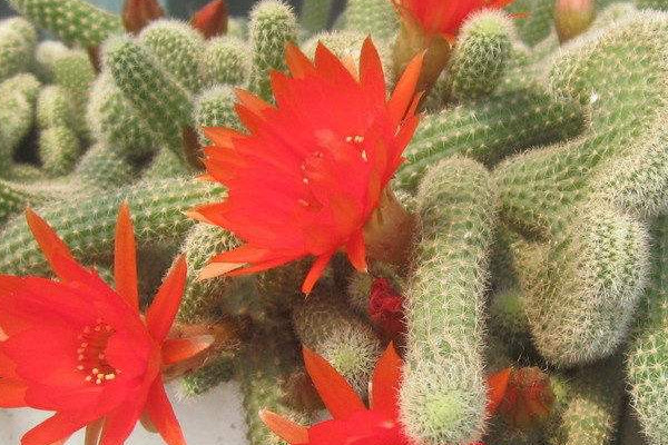 亮紅仙人指怎麼不開花