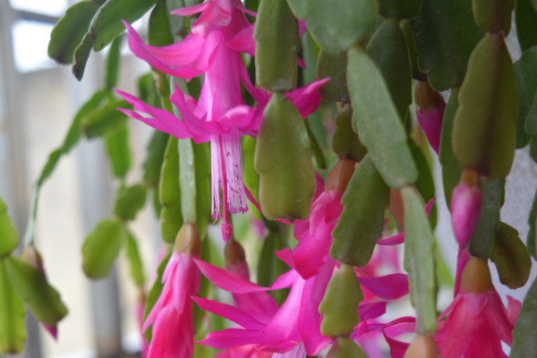 亮紅仙人指怎麼不開花
