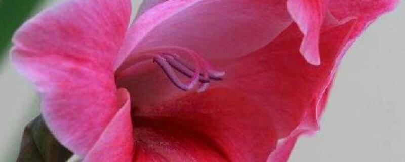 扁竹蓮花的養殖方法