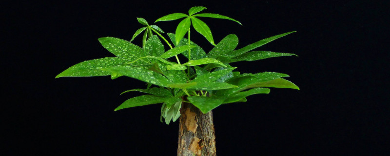 發財樹冬天怎麼澆水