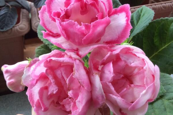 大岩桐球為什麼不發芽