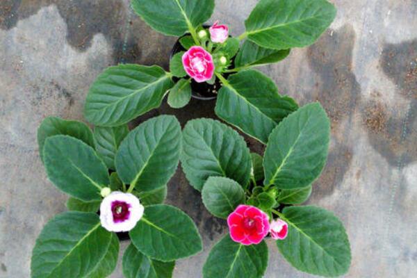 大岩桐球為什麼不發芽