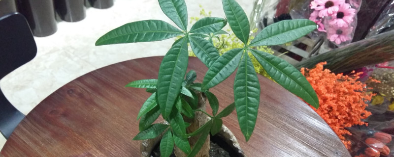 發財樹修剪方法