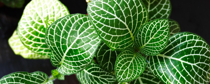 網紋草象征什麼意思