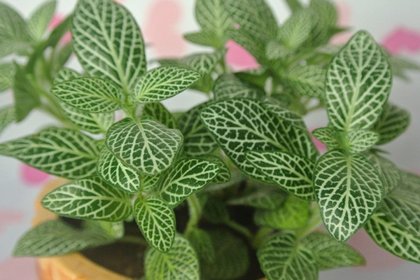 網紋草象征什麼意思