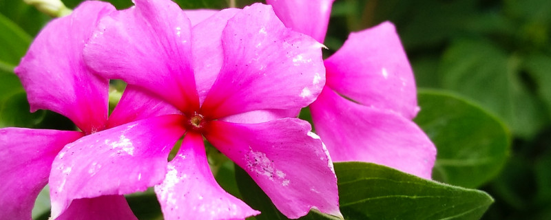 長春花種子發芽後如何養護