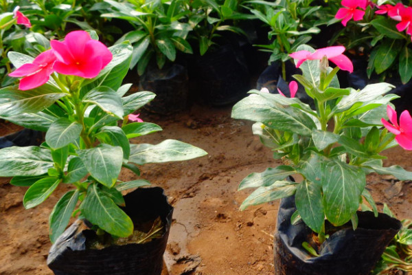長春花種子發芽後如何養護