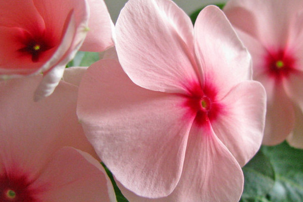 長春花種子發芽後如何養護