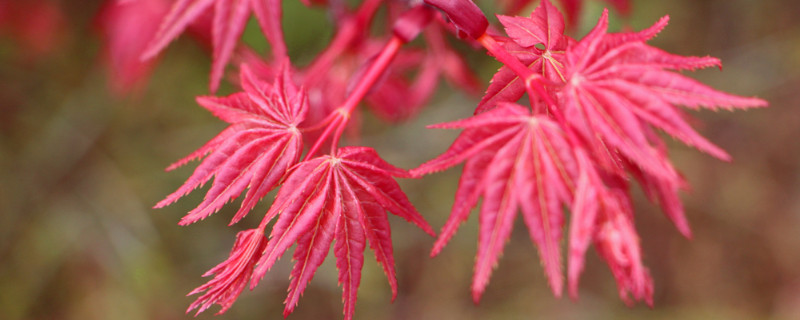 紅舞姬怎麼澆水