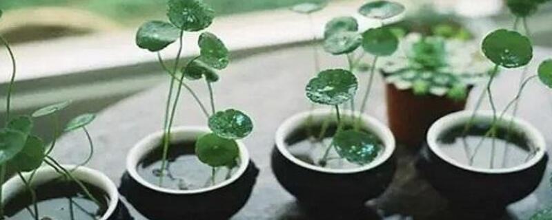 香菇草施什麼肥