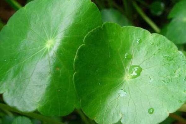 香菇草怎麼移植