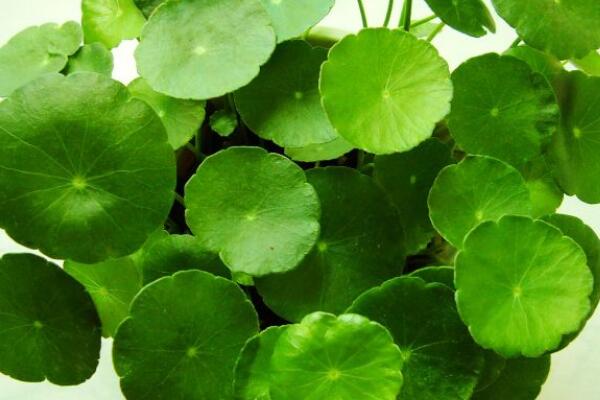 香菇草怎麼移植
