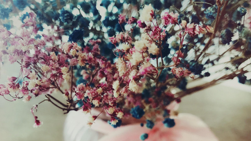 木本滿天星怎麼繁殖
