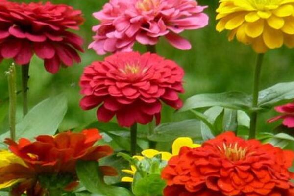 百日草發芽後如何管理
