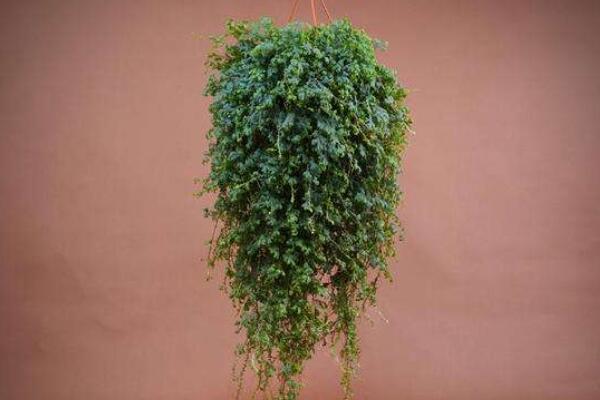 變色龍吊蘭植物怎麼養