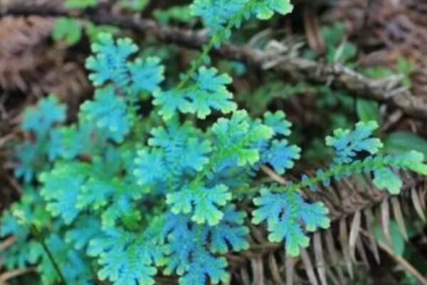 變色龍盆栽怎麼修剪
