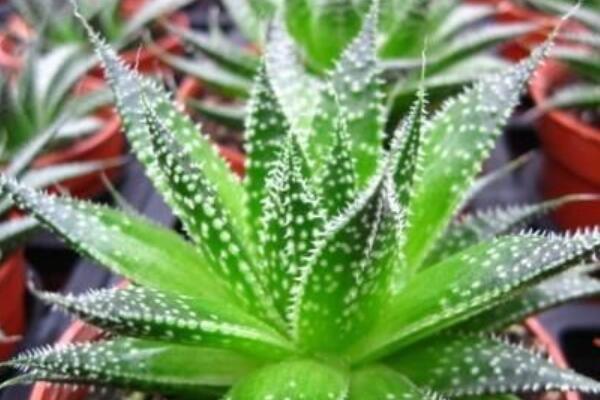 波路長歪了怎麼辦