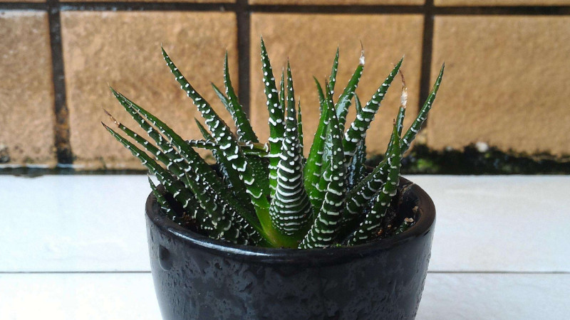 條紋十二卷開花後怎麼辦