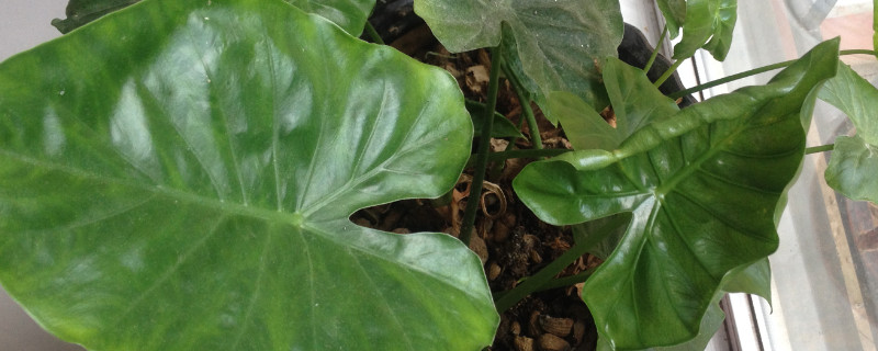 冬天綠植怎麼保溫