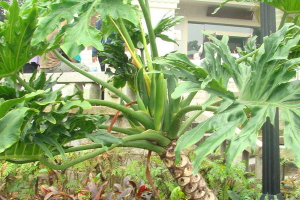 冬天綠植怎麼保溫