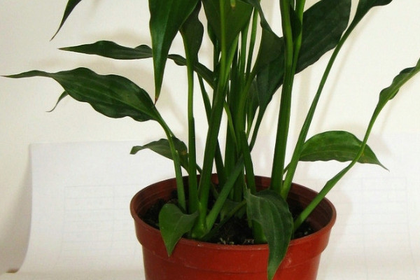 冬天綠植怎麼保溫