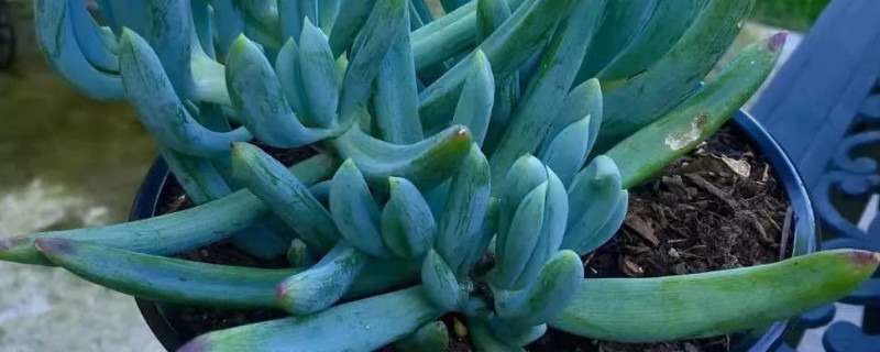 多肉藍鬆開花後怎麼辦