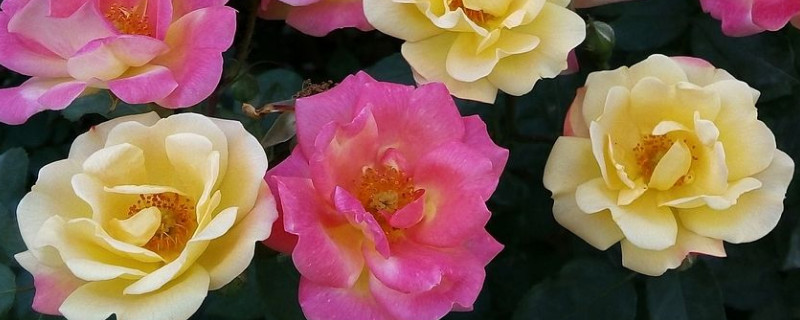 月季花不開花怎麼辦