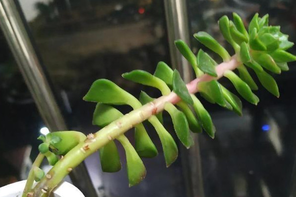 多肉小苗徒長了怎麼辦