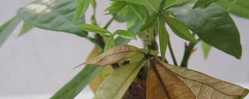 發財樹怎麼澆水不爛根