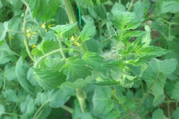 番茄卷葉病怎麼治療