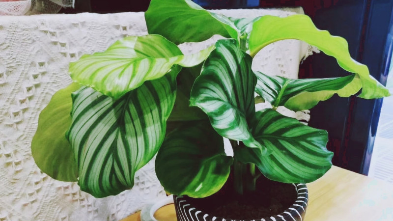 蘋果竹芋葉子怎麼剪