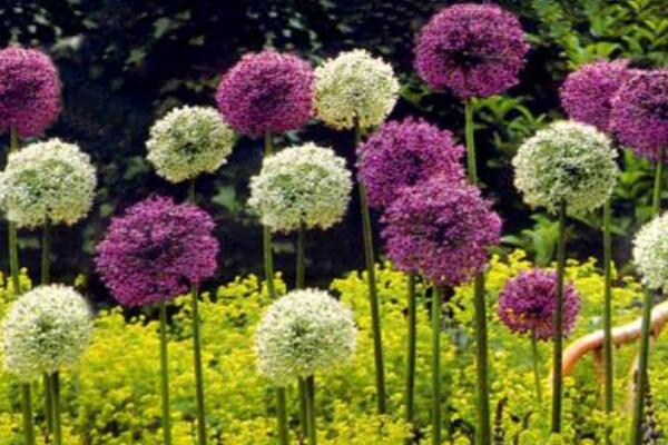 大花蔥開花後怎麼處理