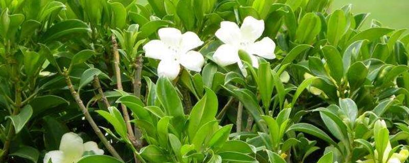 灰莉怎麼不開花