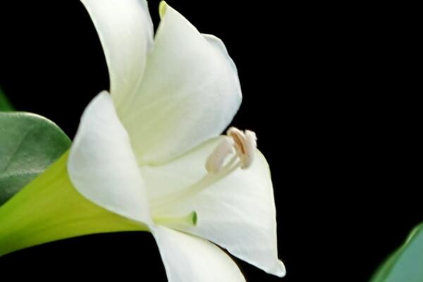 灰莉怎麼不開花
