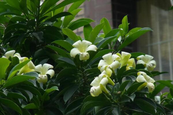灰莉怎麼不開花