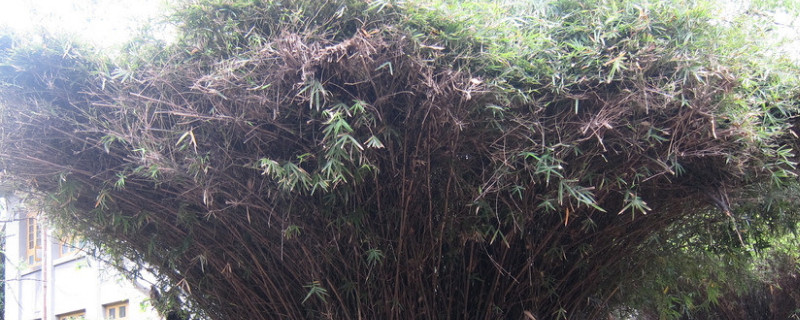 鳳尾竹開花了怎麼處理